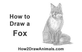 They have thick fur to protect them from the cold, which makes them especially puffy and adorable. How To Draw A Fox Sitting