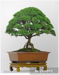 In my book create your. Poster Bonsai Baum Pixers Wir Leben Um Zu Verandern