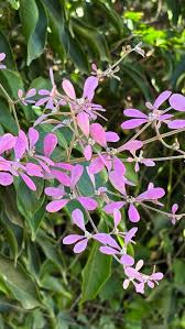 Image result for Congea