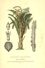 Image result for Raphia farinifera