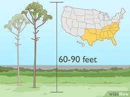 4 Ways To Start A Tree Farm - Wikihow