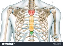 Acid Reflux/ Gerd – Reflux Shield