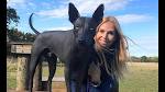 Xoloitzcuintli Dog Breed Information and Pictures