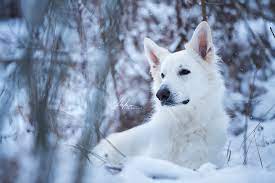 schweizer weisser schaferhund hunde weisser schaferhund schaferhunde