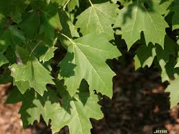 If left along, london planes grow with a distinctly triangular shape. London Planetree The Morton Arboretum