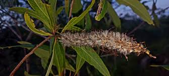 Image result for Faurea saligna