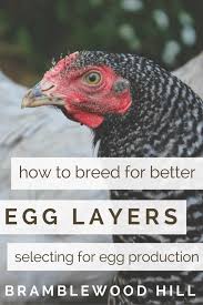 Poultry and egg production companies in erzincan, turkey. Breeding Chickens For Egg Production How To Select For Better Egg Layers Bramblewood Hill