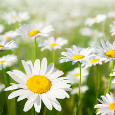 Image result for Bellis