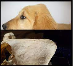 Balanced and well chiseled, skull broad without coarseness; Golden Retriever Skull Identification Album On Imgur
