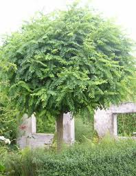 Pflanzenportrait Bepflanzung Garten Ideen Garten