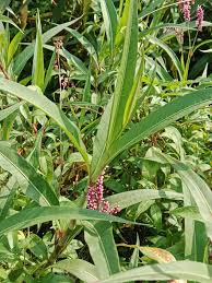 Image result for Persicaria barbata