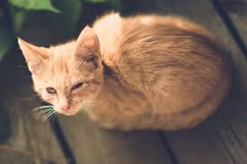 Good foods give your cat extra b vitamins. Best Cat Food For Kidney Disease 2021