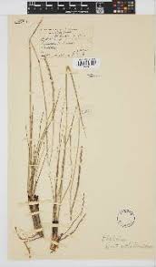 Image result for Rhytachne