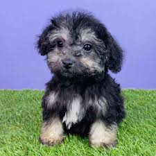 I'm sorry that it says that i'm selling schnauzer but it wouldn't allow me to say schnoodles. What Is A Schnoodle Puppy