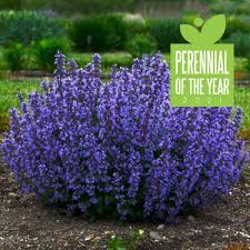 Deer and rabbit resistant perennials. Rabbit Resistant Plants Sugar Creek Gardens