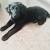 Black Golden Retriever Mix