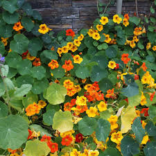 Epingle Sur Jardin