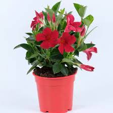 Image result for dipladenie hybrida rio obrázek