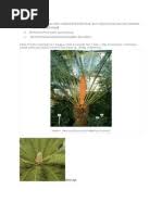 Image result for Siphonochilus brachystemon