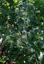 Image result for Vernonia adoensis