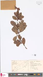 Image result for Lindackeria bukobensis