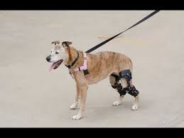 How To Make A Dog Knee Brace And Why You Shouldn T Youtube
