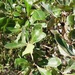 Image result for Terminalia boivinii