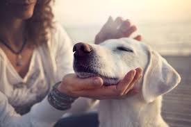 The reality is few cats and dogs pass peacefully, and living with a dying pet can be exhausting. In Home Pet Euthanasia Colorado Springs End Of Life Pet Care
