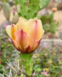 Image result for Cactaceae