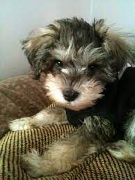 Simply Stacey Lynn I Love Schnooodles Schnoodle Puppy Schnoodle Dog Snoodle Puppies