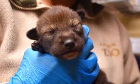 Последние твиты от wolf pupy (@wolfpupy). Akron Zoo Welcomes Litter Of Eight Endangered Red Wolf Pups