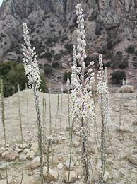 Image result for Seidelia