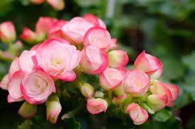 Begonia Flower Meaning In Hindi Best Flower Wallpaper