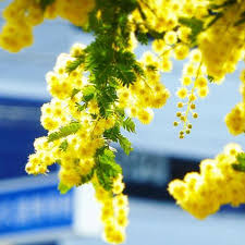 Per questo non ti auguro di trascorrere una felice giornata ma una vita piena di felicità; L 8 Marzo 2019 10 Frasi Di Auguri D Autore Per La Festa Della Donna