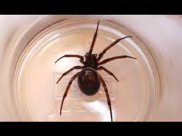 Jumping spiders, brown recluse spider, cellar. False Widow Spiders What You Need To Know Youtube