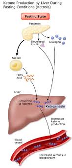 How To Lose Weight By Achieving Optimal Ketosis