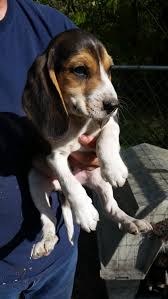 Brew's adoption events are open to the public. Bluetick Beagle Puppies For Sale West Branch Mi 298926