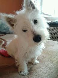 De Westie Hugo Y Sus Amigos Westie Puppies West Highland White Terrier White Terrier