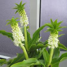 Image result for Eucomis autumnalis
