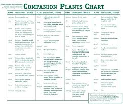 marigolds companion planting vegetable companion planting