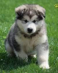 We have made giant alaskan malamute sized photo albums and video movie albums for your viewing pleasure throughout the site. Alaskan Malamute Alaskan Malamute Puppies Malamute Puppies Alaskan Malamute