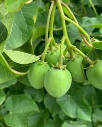 Image result for Jatropha