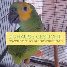 Auch die unangenehme situation ist für viele männer ein hindernis. Papageien Abzugeben Adoptieren Statt Kaufen Fur Papageien Sittiche Papagei Sittiche Amazonen Papagei