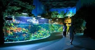 Reynolds Polymer Technology Chengdu Aquarium Construction Aquarium Design Aquarium Habitats