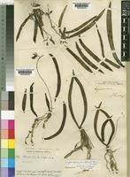 Image result for Angraecopsis parviflora