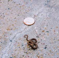 What snakes are most commonly mistaken for cottonmouths? Newly Hatched Baby Cottonmouth Pics