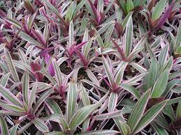 The clumping tricolor oyster plant ground cover is salt water tolerant and grows 1 ft. Focus On Our Gardens Shrubs Oyster Plant Tradescantia Spathacea Outdoor Plants