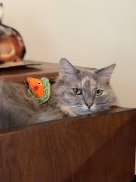 Maybe you would like to learn more about one of these? Fish Taco On Cat Stuffoncats