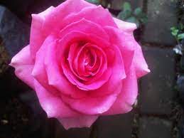 Online store terbesar (fashion, accessories, kado) khusus warna pink #1 di indonesia. Jual Tanaman Mawar Pink Pink Rose Bibitbunga Com