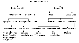 structure function the nervous system anatomy and more